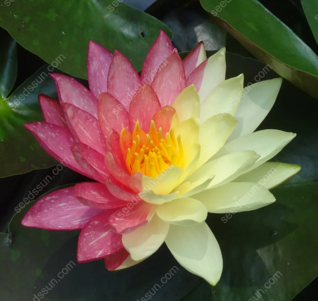 Nymphaea 'James Brydon' Seeds