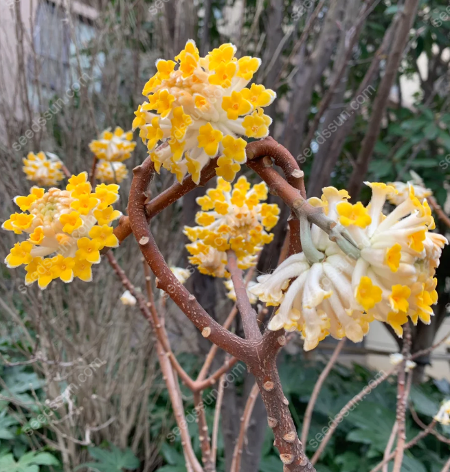 Edgeworthia Chrysantha Seeds
