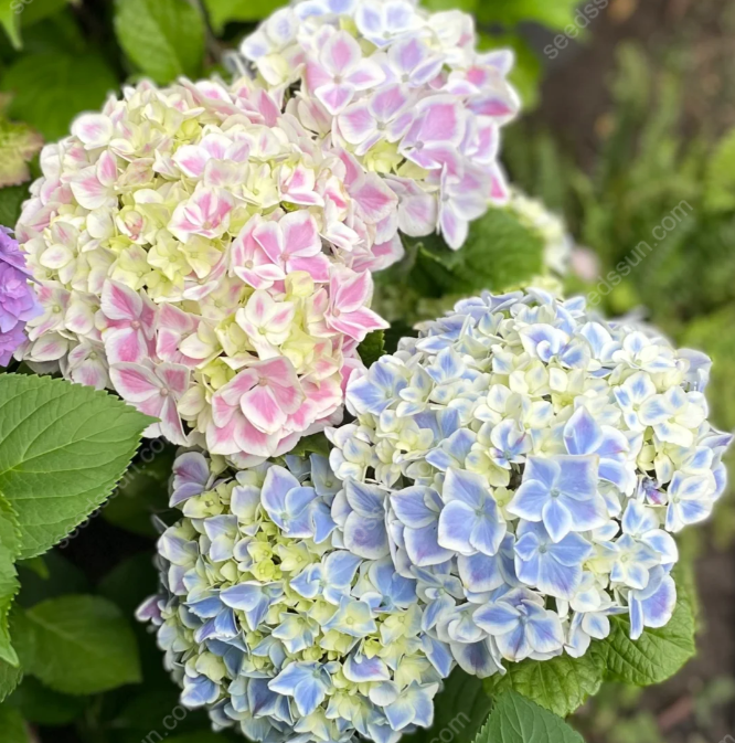 Rare Hydrangea Seeds