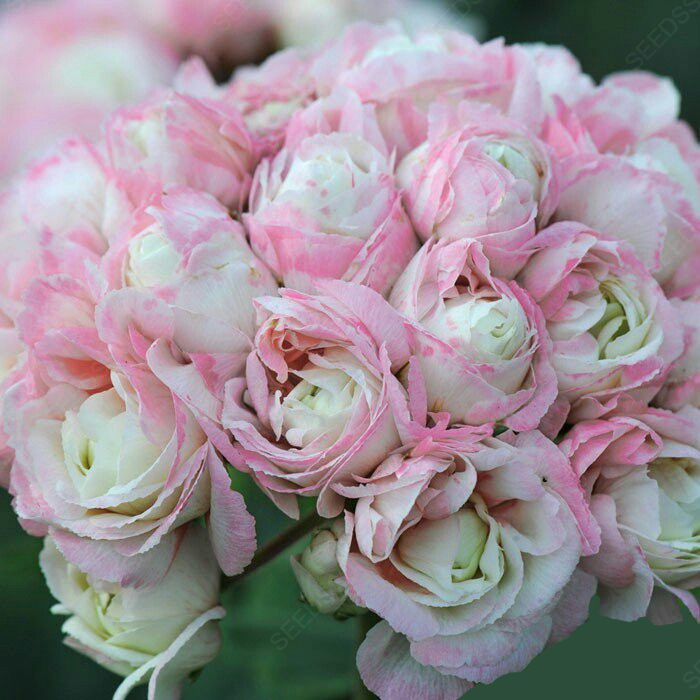 Double Apple Geranium Seeds