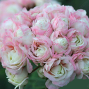 Pink&White