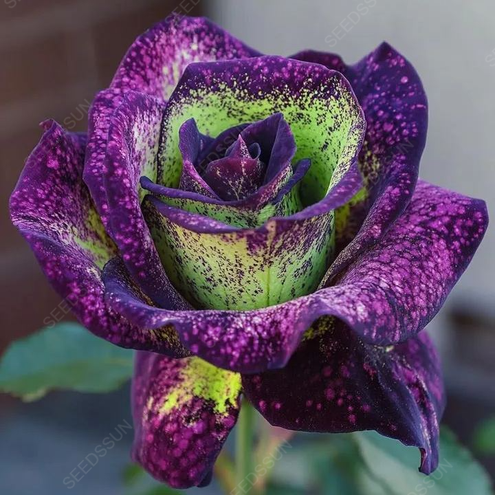 Enchanting Two-Tone Rose Seeds