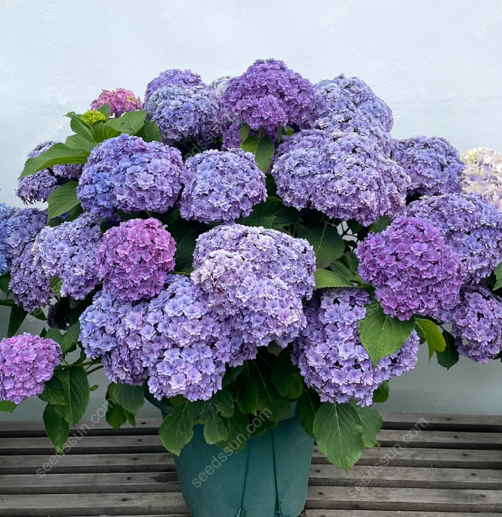 Rare Hydrangea Seeds