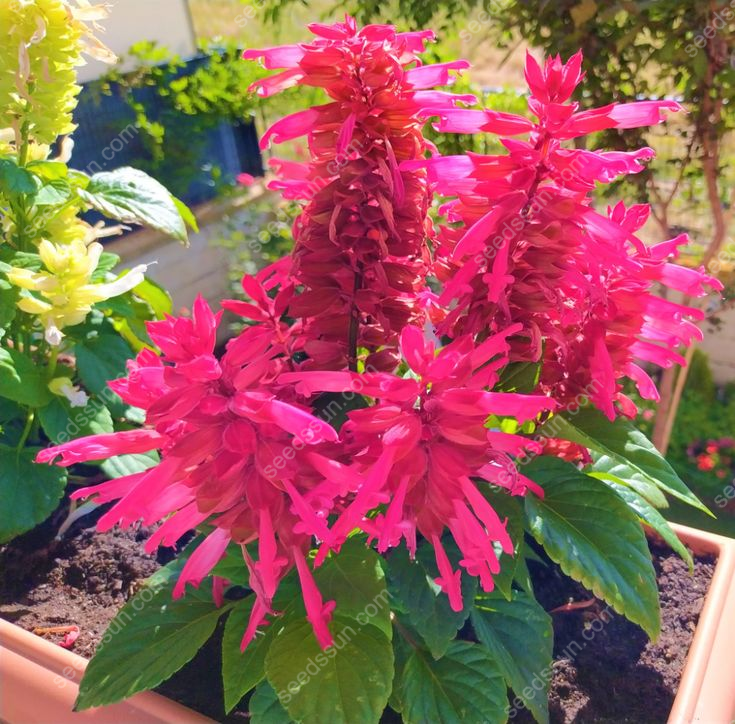 Salvia Splendens Seeds