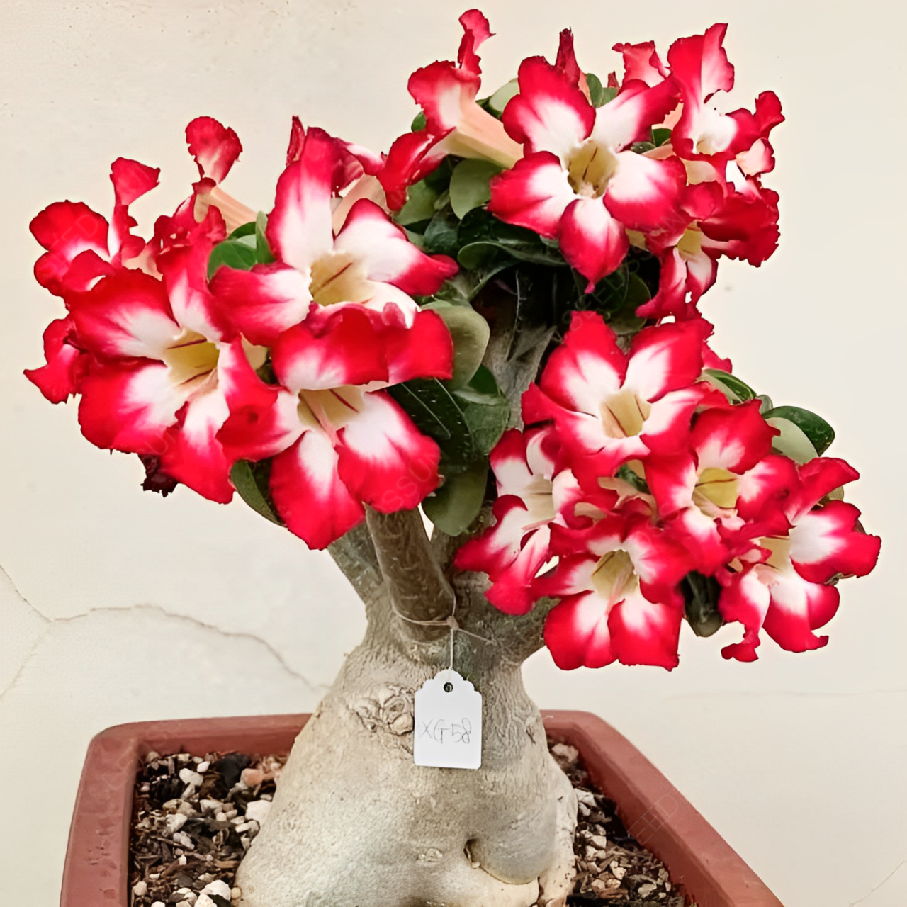 Desert Rose Seeds