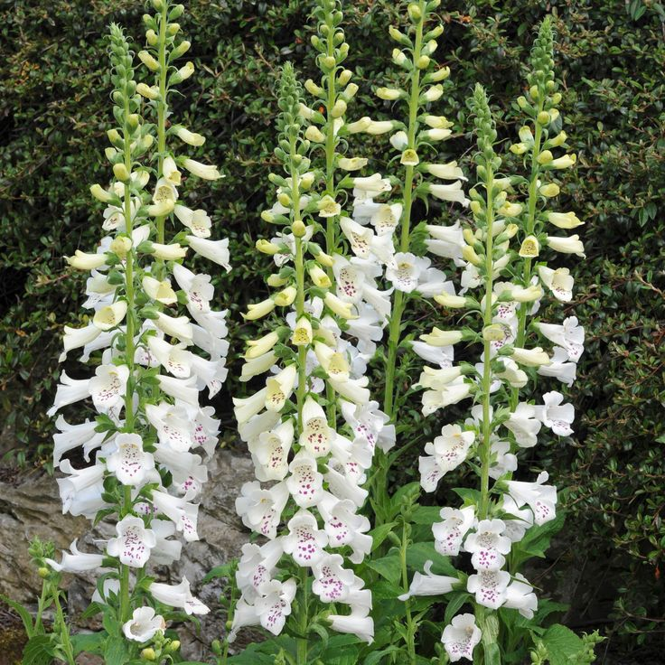 Foxglove Seeds