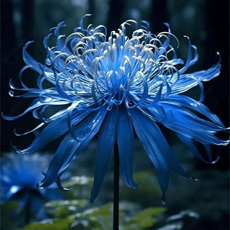 Spider Lily Blubs