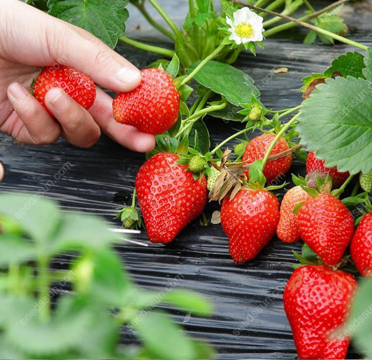 Creamy Strawberry Seeds