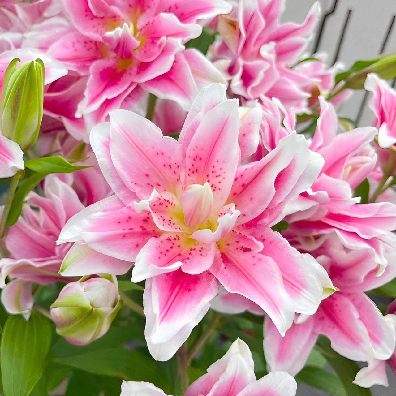 Lily bulbs