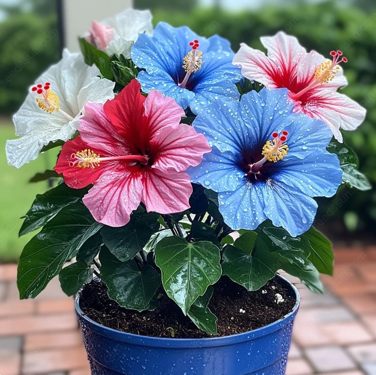 Rare Potted Hibiscus Seeds