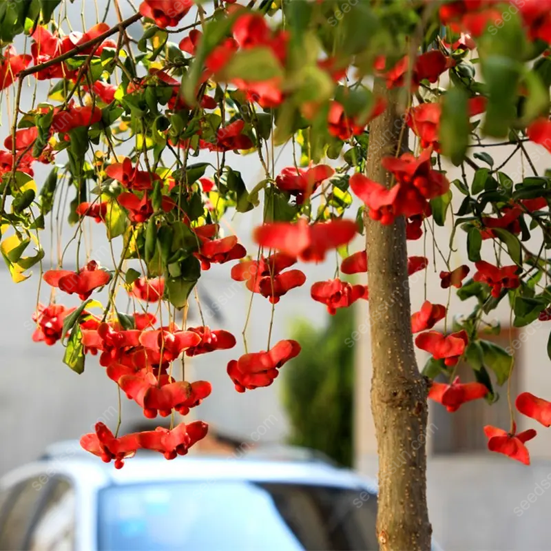 Mascagnia Macroptera Seeds