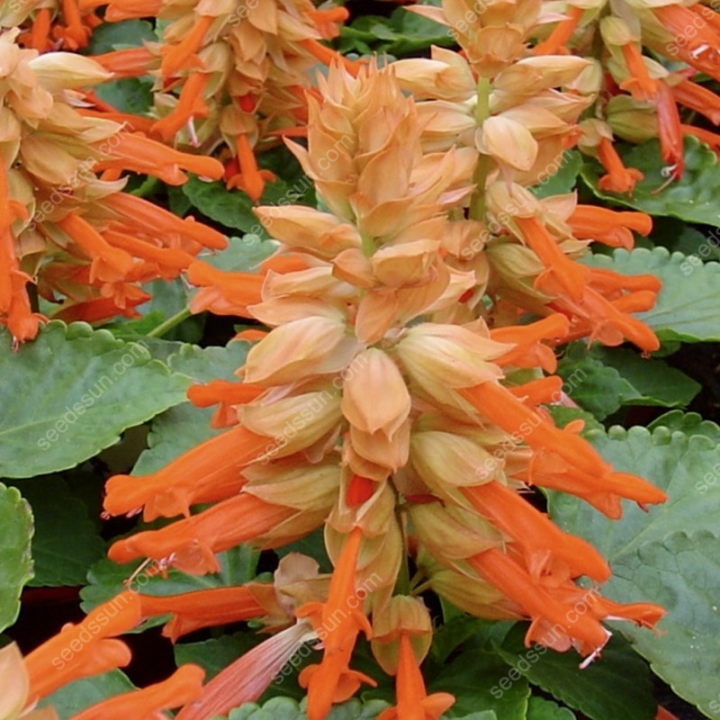 Salvia Splendens Seeds