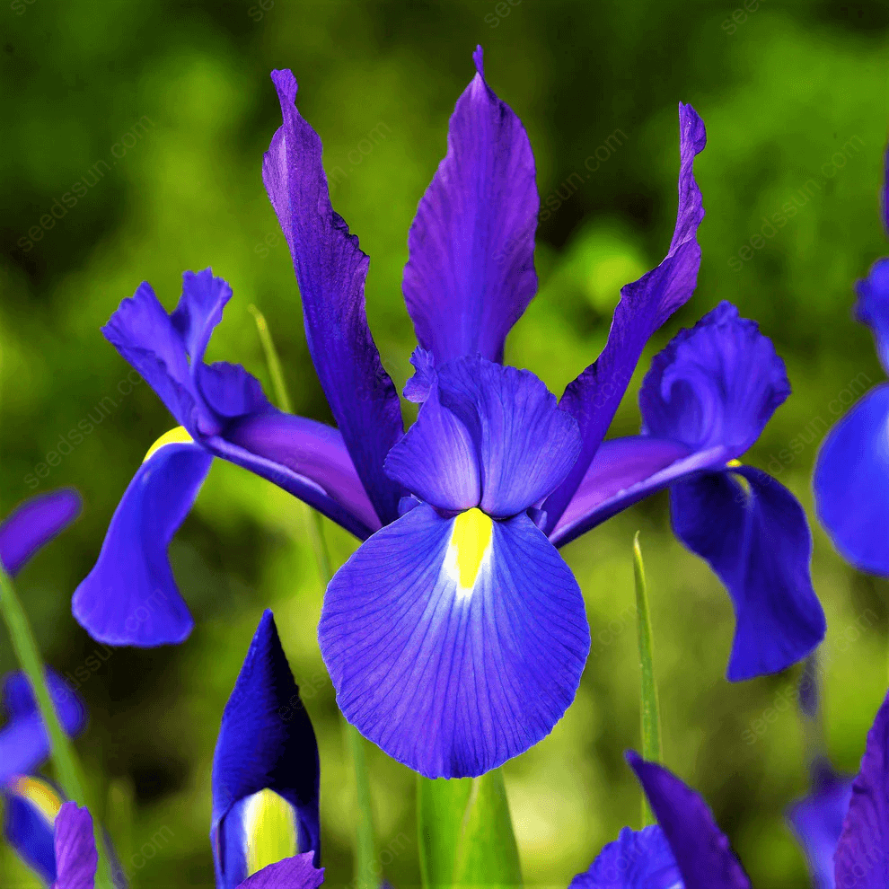 Iris - Easy to Grow Perennial-Flower Bulbs