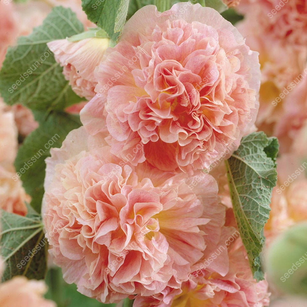 🌺Rare double-flowered hollyhock species, sow the seeds and enjoy a gorgeous garden!
