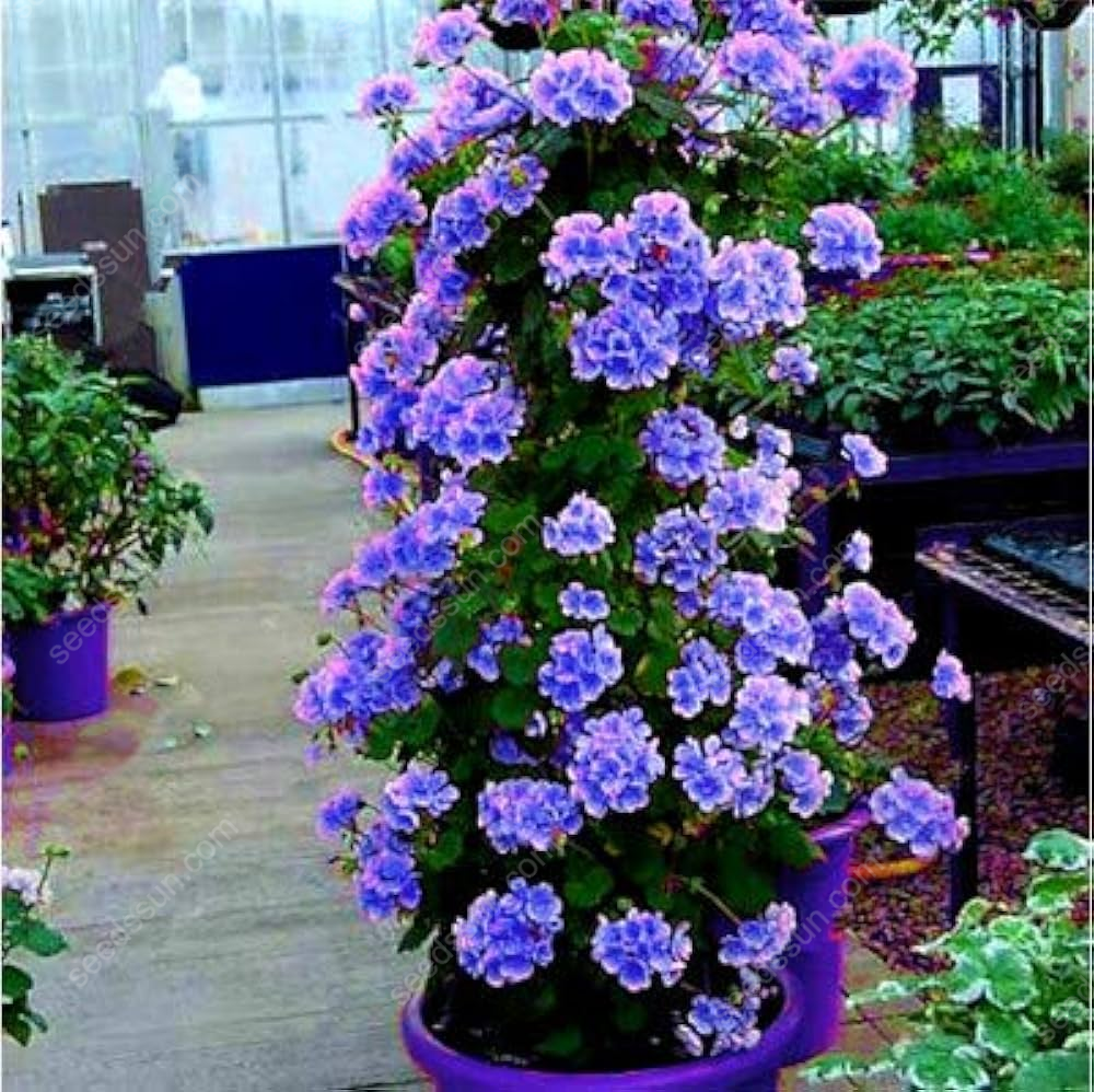 Climbing Geranium Seeds
