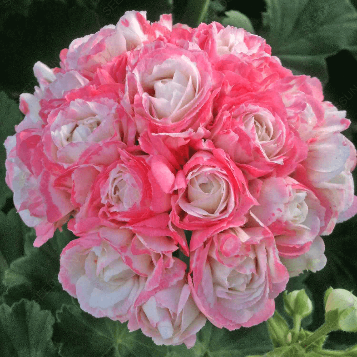 Double Apple Geranium Seeds