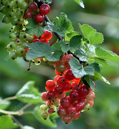 Currant Seeds