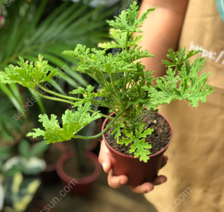 VENUS FLYTRAP SEEDS, PLANT SEEDS, INSECTIVOROUS PLANT