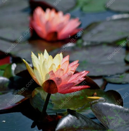 Nymphaea 'James Brydon' Seeds