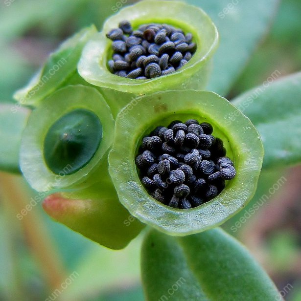 Portulaca Oleracea Seeds