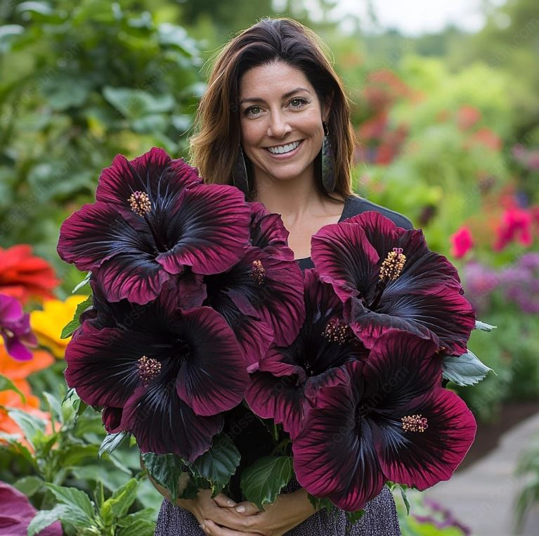 Rare Potted Hibiscus Seeds