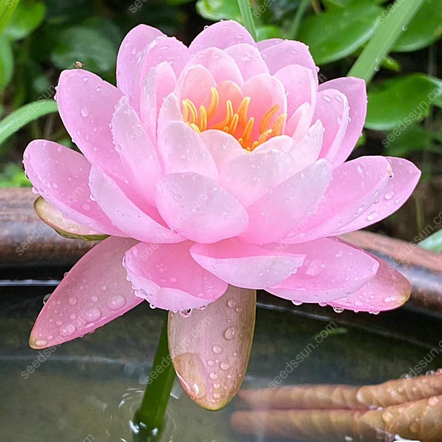 Nymphaea tetragona Seeds🪷【7 days germination】Last Day Sale - 60% OFF