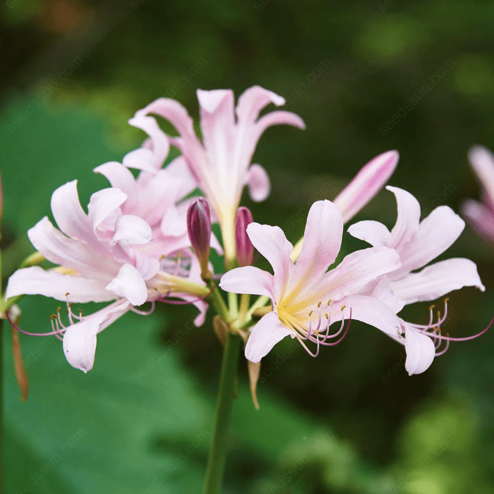 Spider Lily Blubs