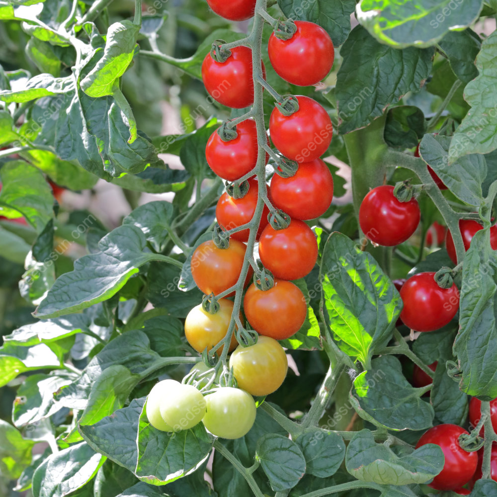 Solanum lycopersicum Tomato Seeds