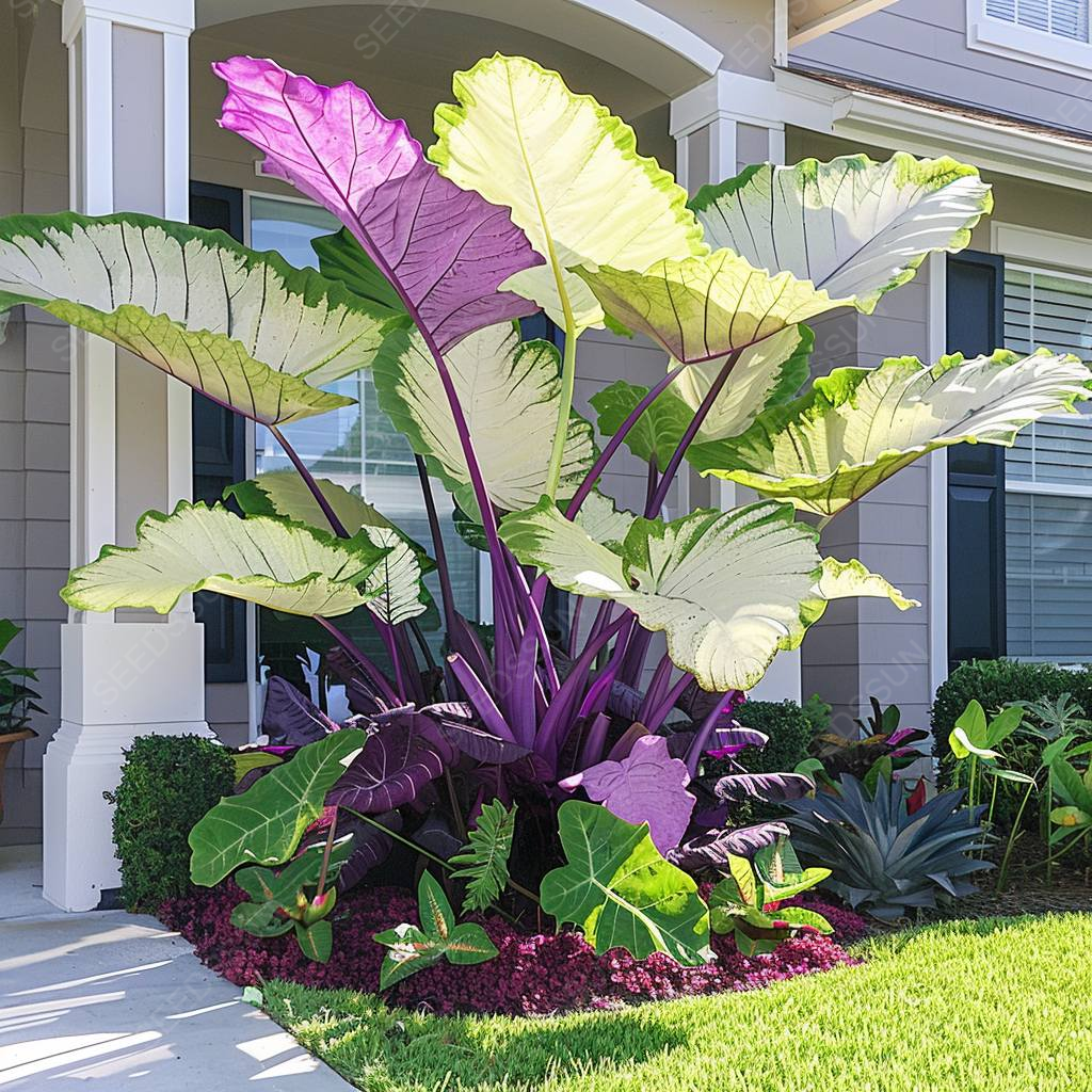 Rare Giant Caladium Seeds