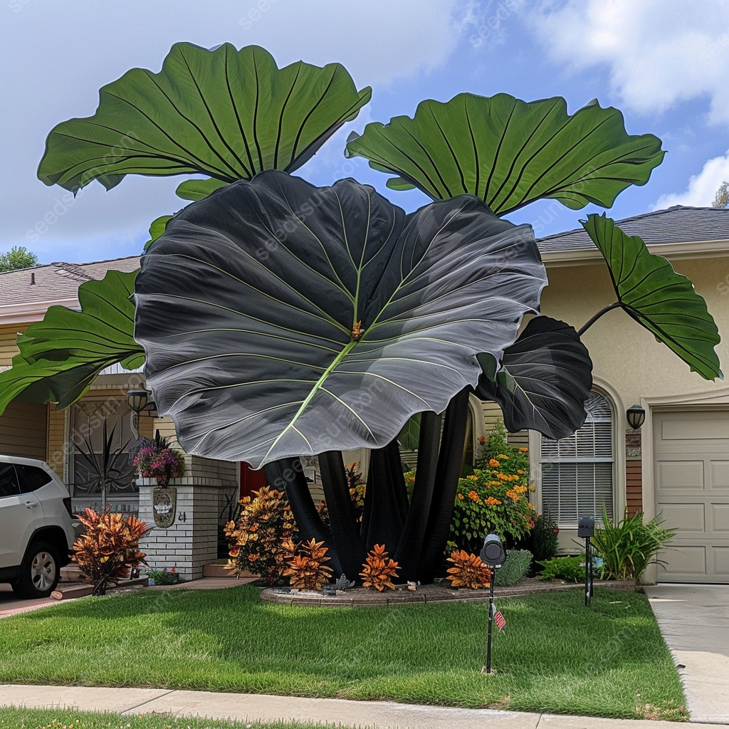Giant Caladium Seeds