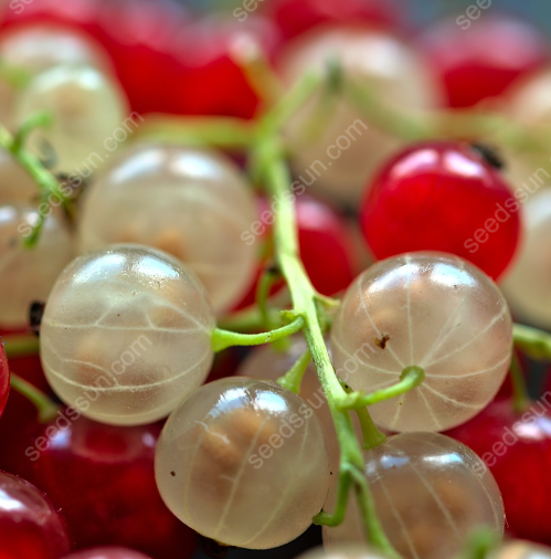 Currant Seeds