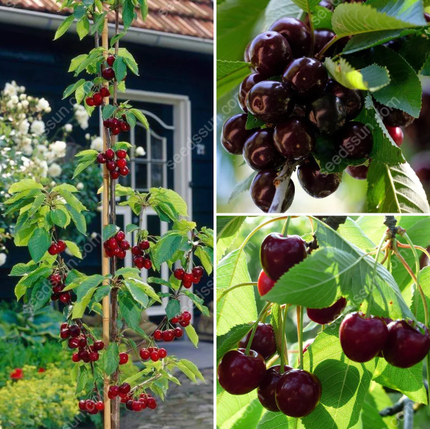 Prunus avium Sweet Cherry Seeds