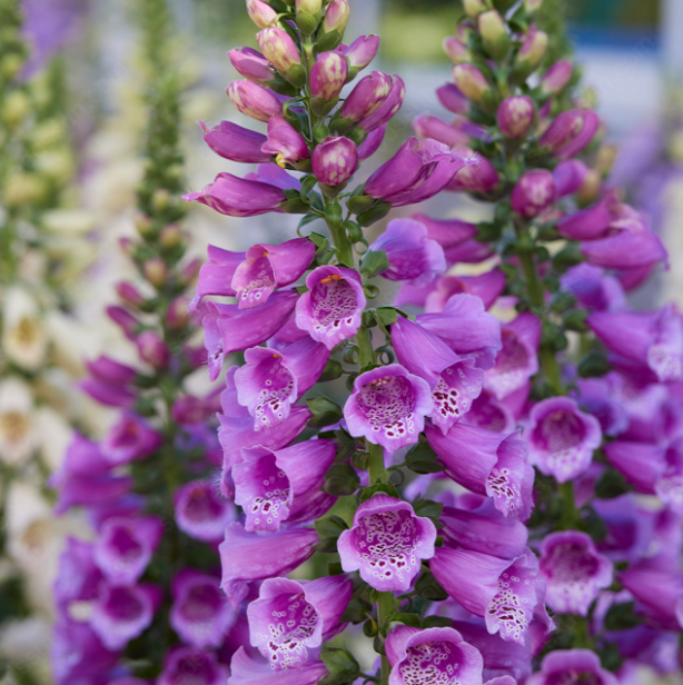 Foxglove Seeds