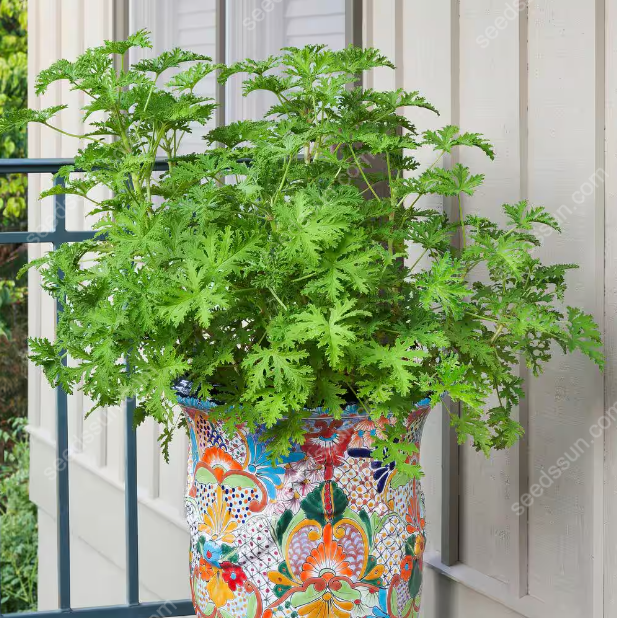 VENUS FLYTRAP SEEDS, PLANT SEEDS, INSECTIVOROUS PLANT