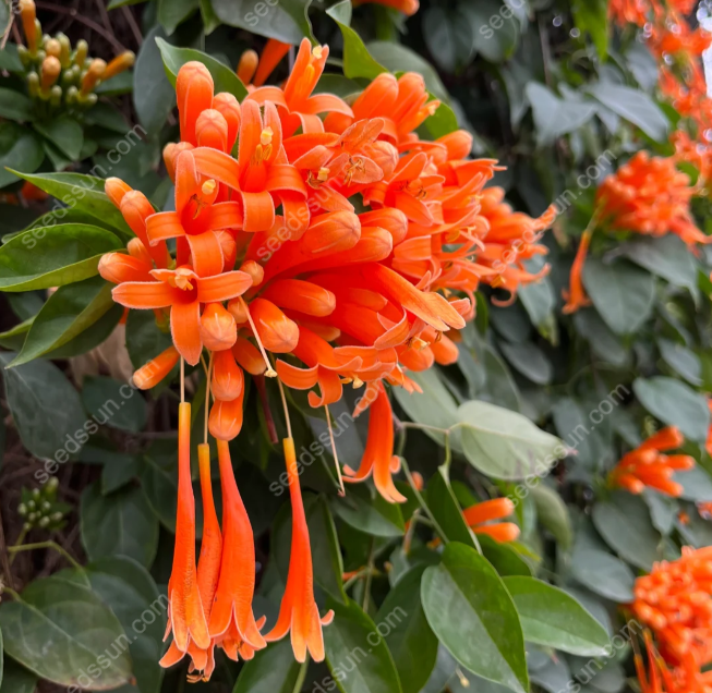 Pyrostegia Venusta Seeds