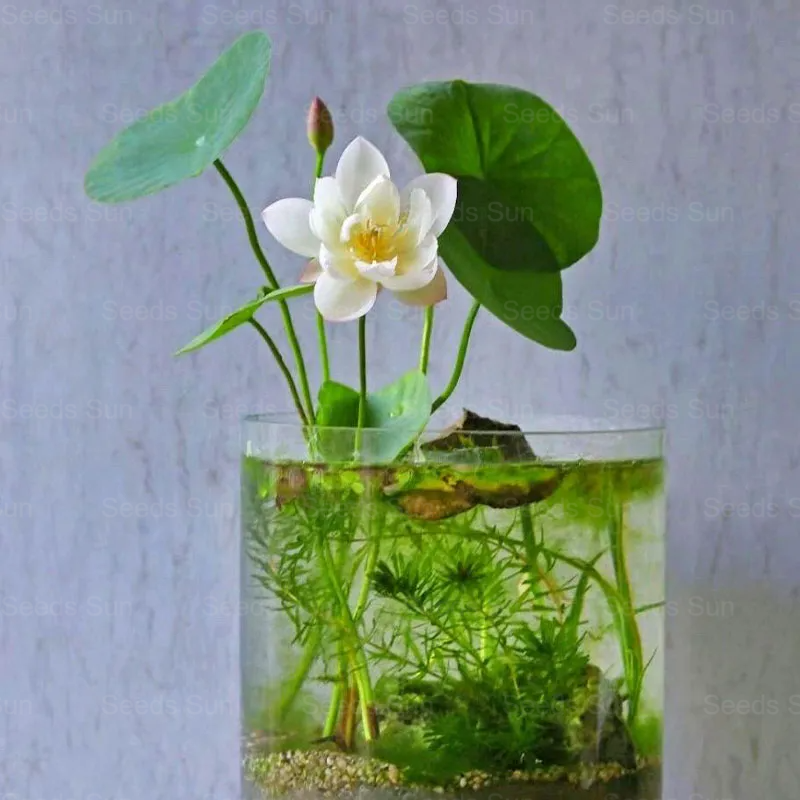 Soilless Hydroponics For Easy Cultivation - Bowl Lotus Seeds