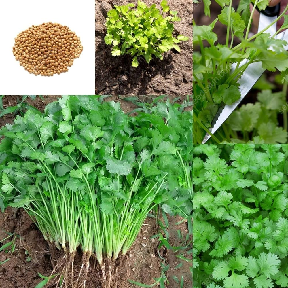 Coriander Seeds