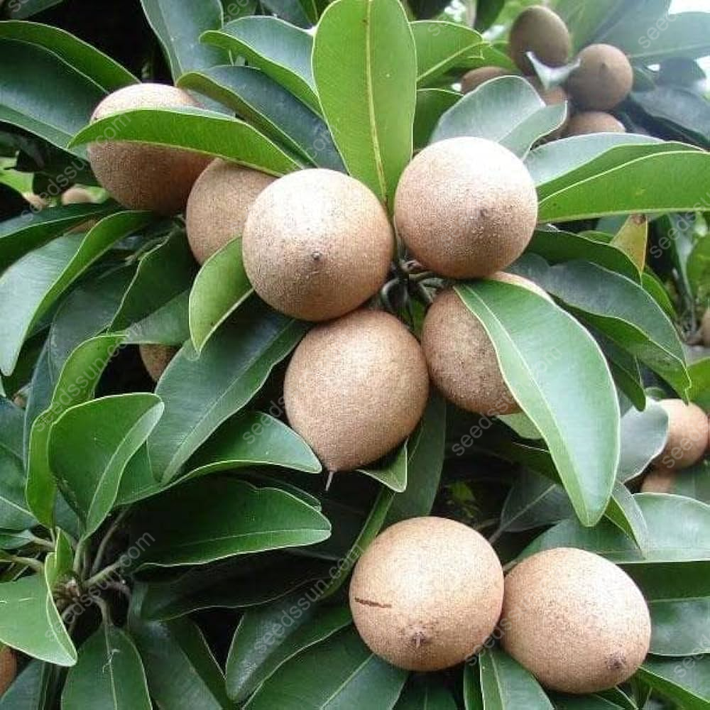 Fresh Rare Organic Theobroma Cacao Chocolate Tree Seeds