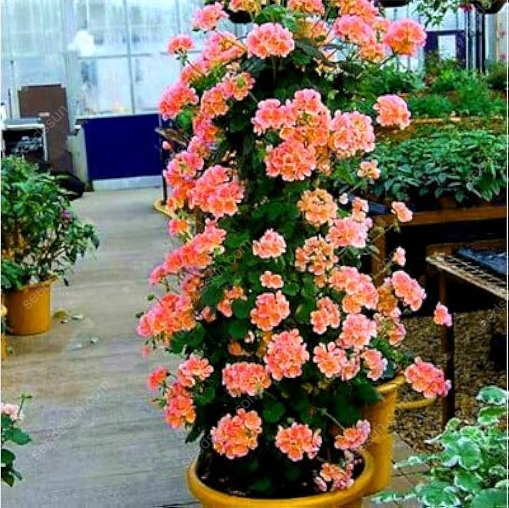 Climbing Geranium Seeds