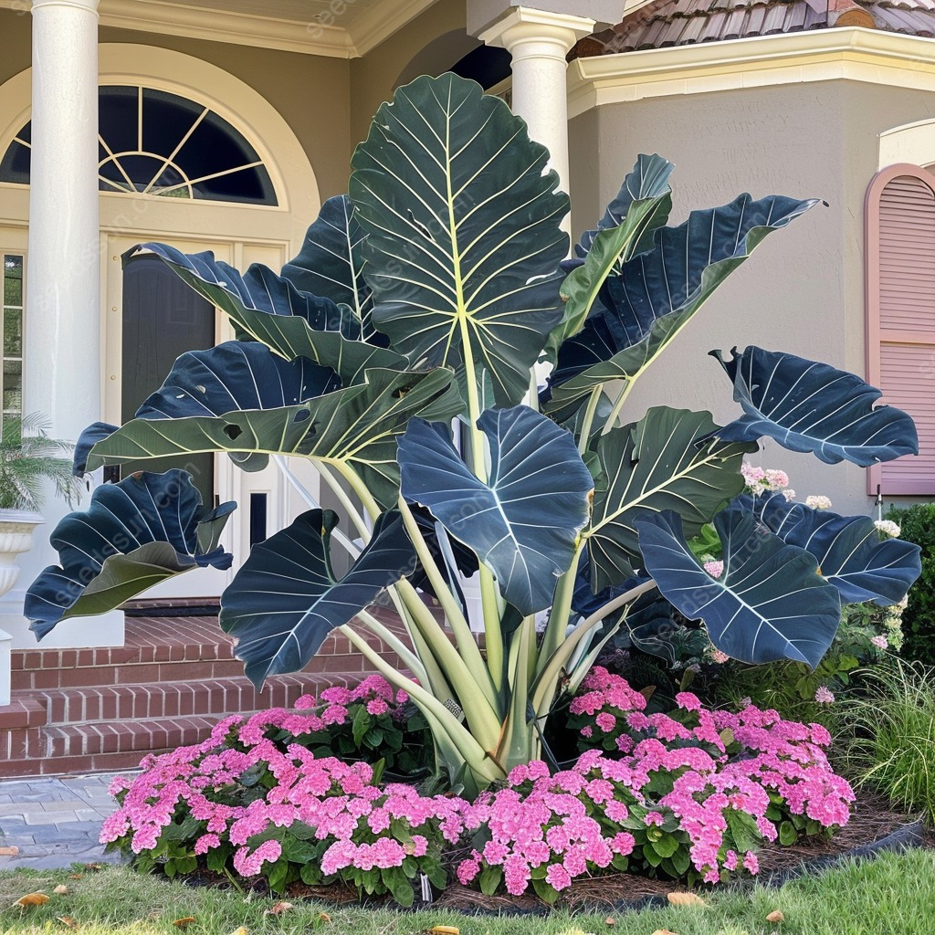 Giant Caladium Seeds