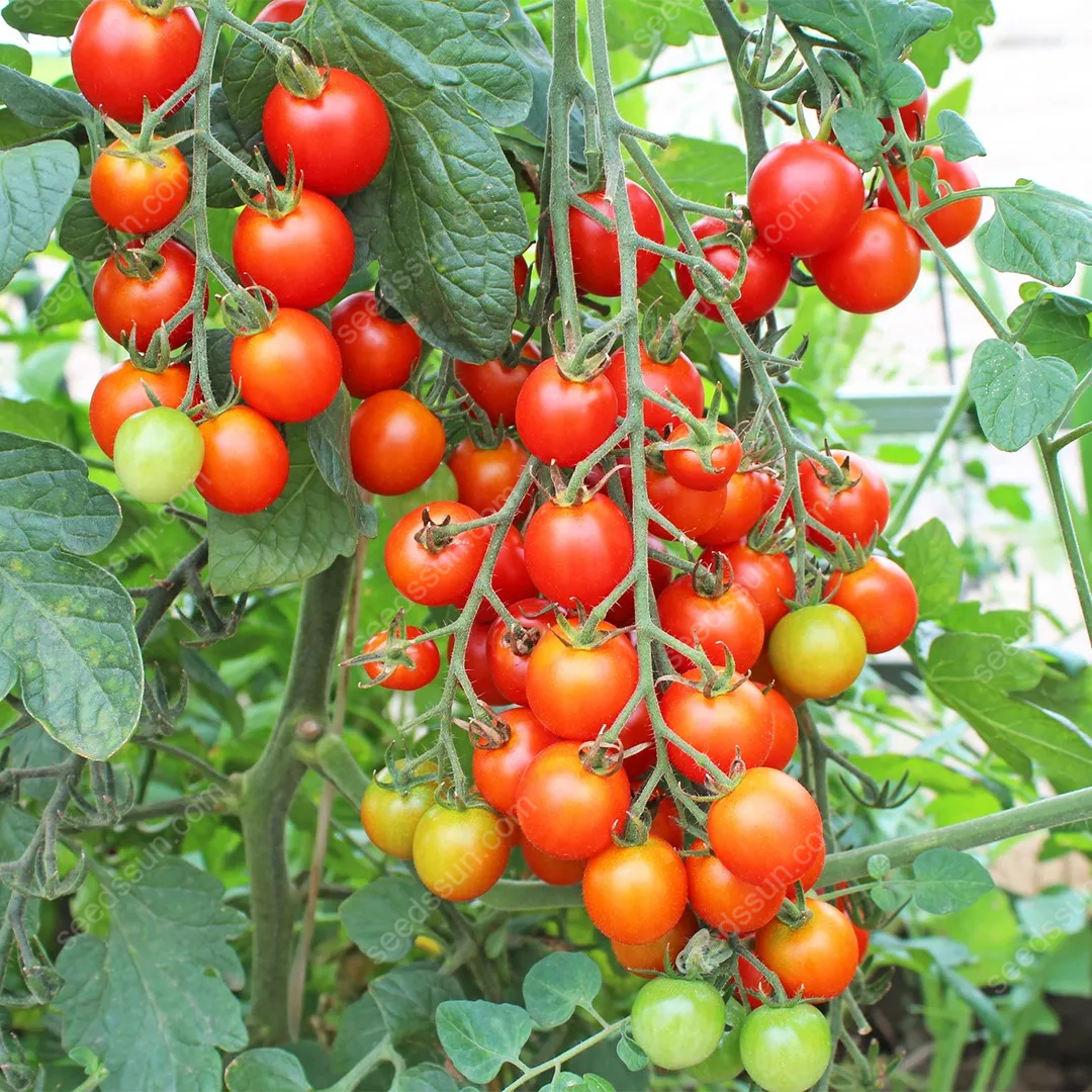 Solanum lycopersicum Tomato Seeds