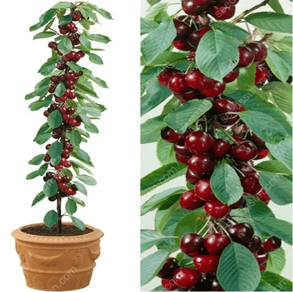 Prunus avium Sweet Cherry Seeds