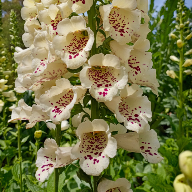 Foxglove Seeds