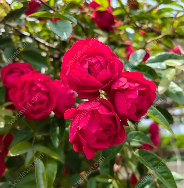 Redwood Creeper Flower Seeds🥰Last Day Sale - 60% OFF