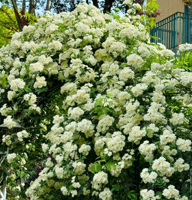 Redwood Creeper Flower Seeds🥰Last Day Sale - 60% OFF