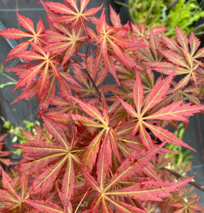 Acer Palmatum Seeds