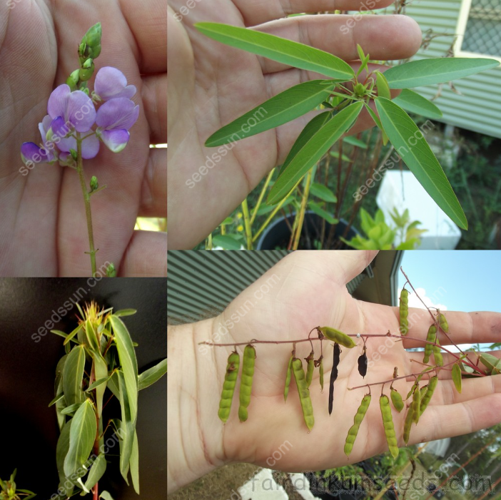 VENUS FLYTRAP SEEDS, PLANT SEEDS, INSECTIVOROUS PLANT