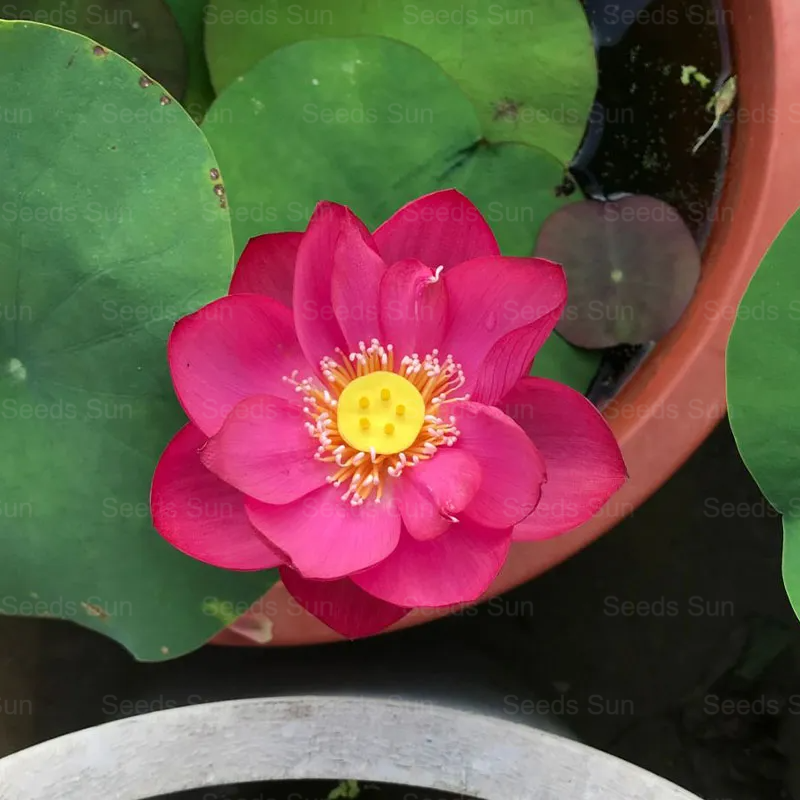 Soilless Hydroponics For Easy Cultivation - Bowl Lotus Seeds