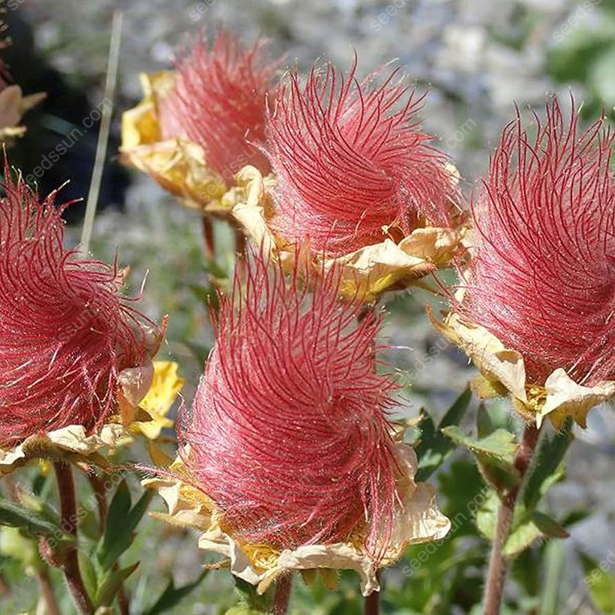 🪸PRAIRIE SMOKE, 🩷CHERRY Drop Native Perennial Deer Resistant Flower Seeds
