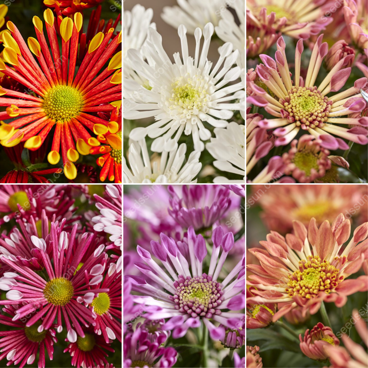 Chrysanthemum Indicum 'sunny' Seeds